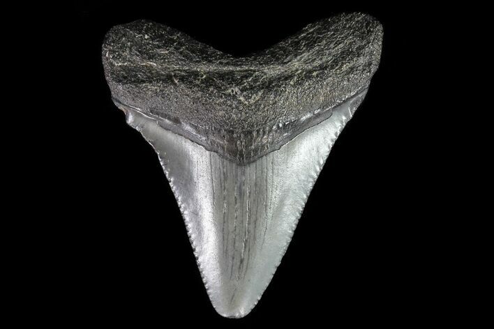 Juvenile Megalodon Tooth - Georgia #75387